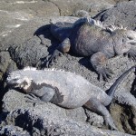 2003'1105イザベラ島　 009