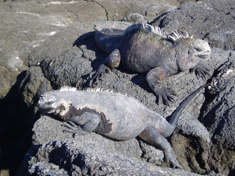 2003'1105イザベラ島　 009